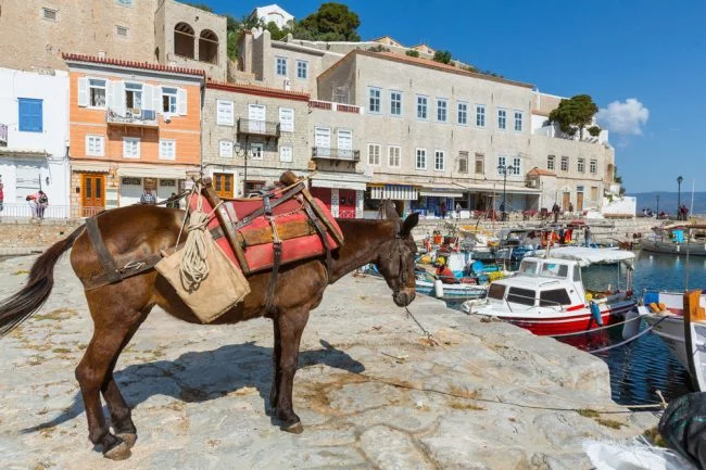 donkey on hydra island in greece