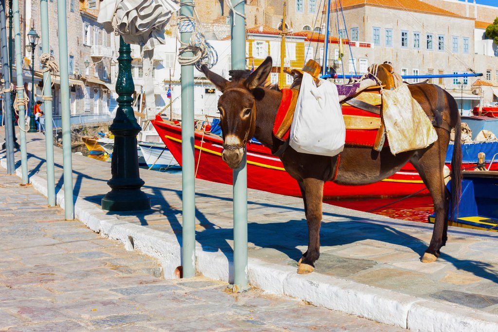 donkey in Hydra island, Greece
